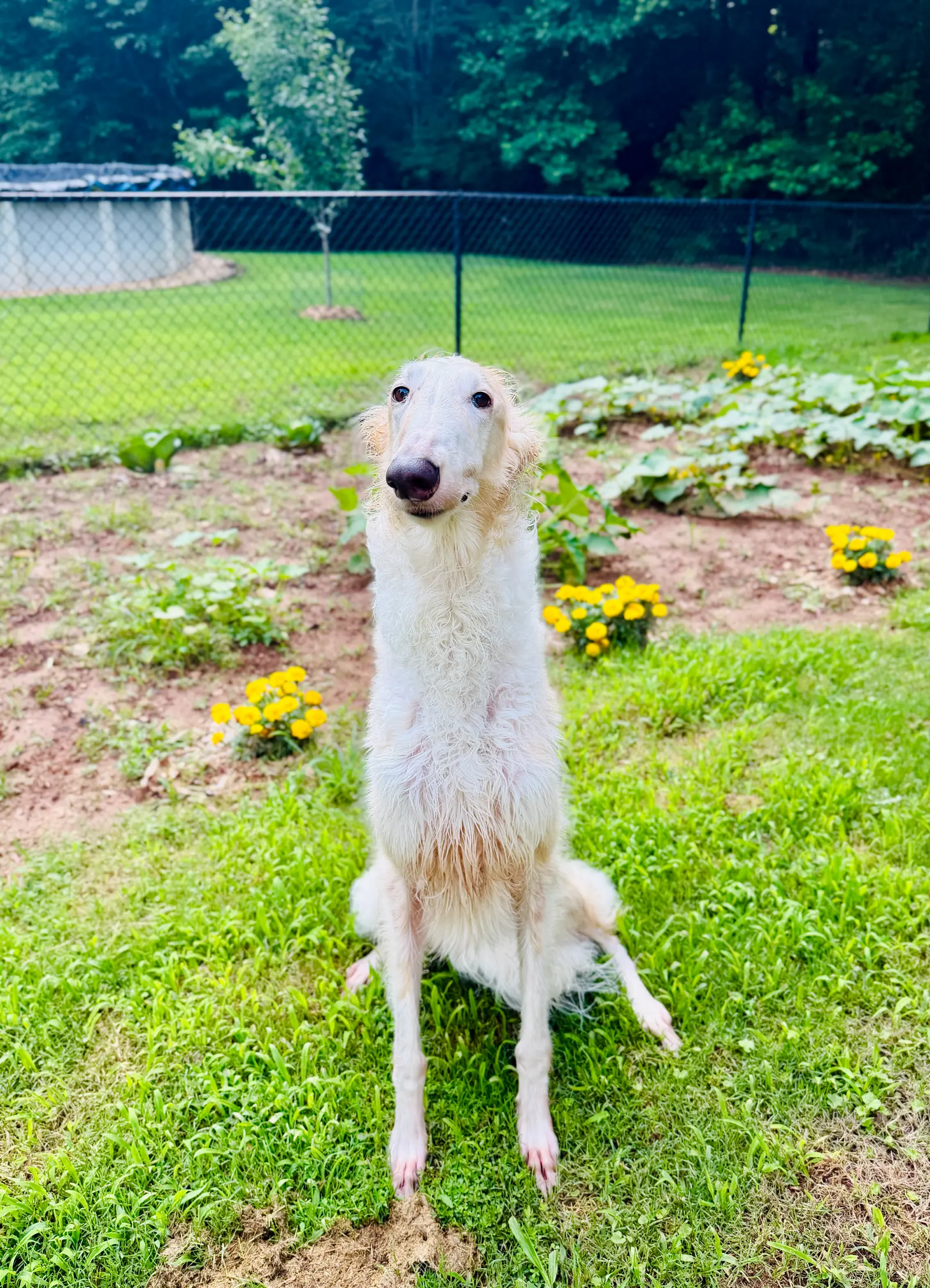 Advanced obedience training at Georgia Doggy Dojo 8